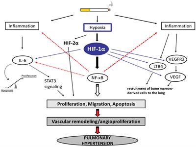 Chronic Obstructive Pulmonary Disease and the Cardiovascular System: Vascular Repair and Regeneration as a Therapeutic Target